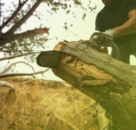 Tree Removal & Tree Pruning in