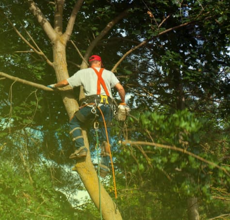 Emergency Tree Services in